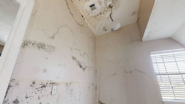 Best Airborne Mold Testing  in Red Wing, MN