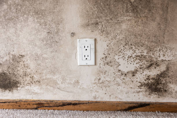 Reliable Red Wing, MN Mold Removal Solutions