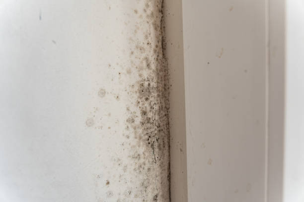 Best Crawl Space Mold Remediation  in Red Wing, MN