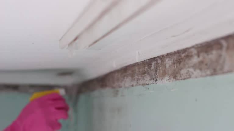 Best Post-Construction Mold Inspection  in Red Wing, MN