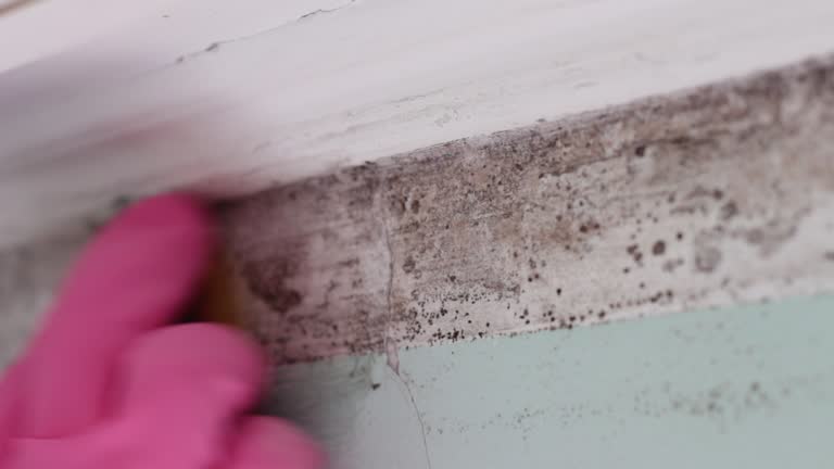 Dehumidification Services in Red Wing, MN